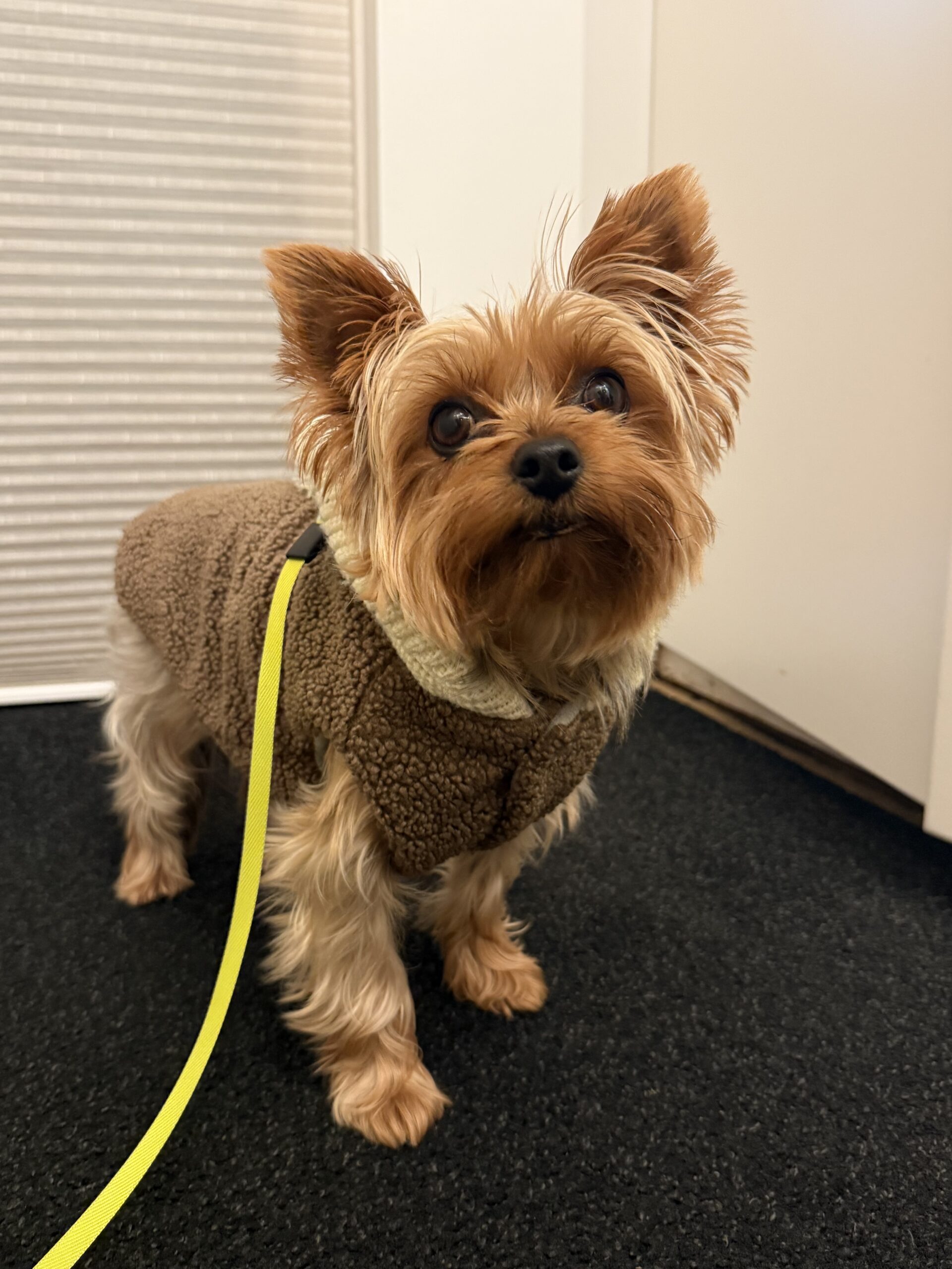 Ultimate Winter Care tips for Keeping Your Yorkie warm and Healthy